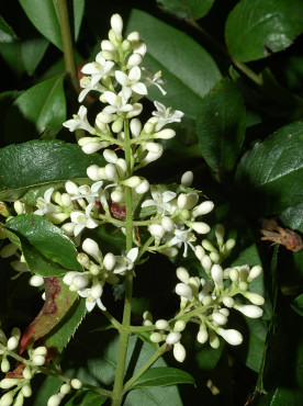 Fiori di ligustro