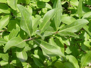 Foglie di ligustro