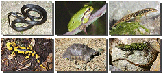 Amphibians and Reptiles of Europe