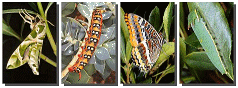 Moths and Butterflies of Europe and North Africa