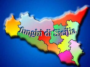 Funghi di Sicilia