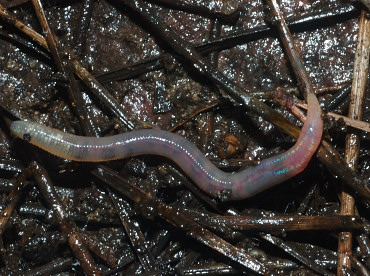 lombrico