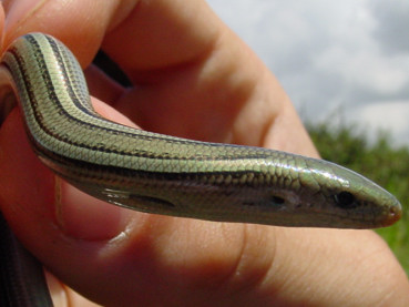 Luscengola