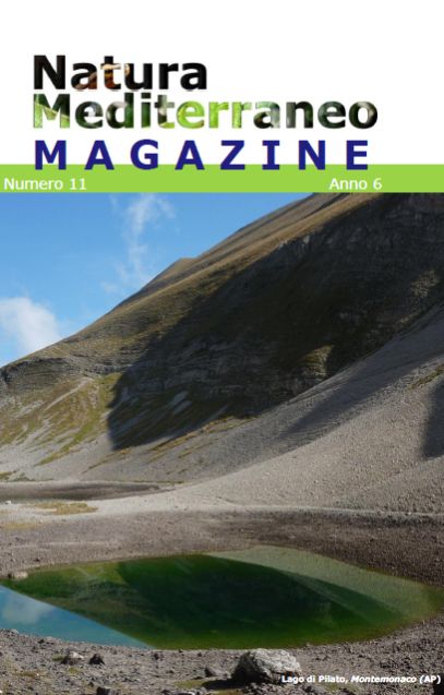 Magazine 11