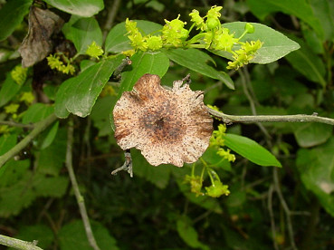 fiori di marruca