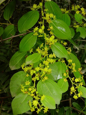 fiori di marruca