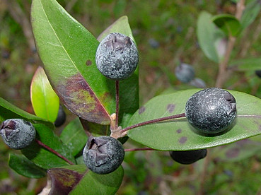 bacche di mirto