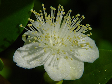 il fiore del mirto