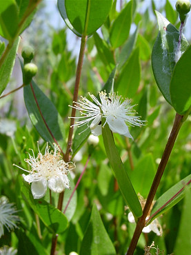 foglie e fiori di mirto