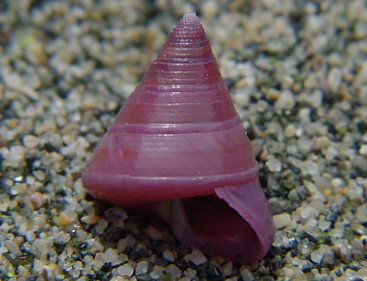 Calliostoma laugieri laugieri