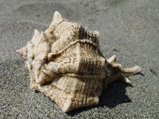 Murex brandaris