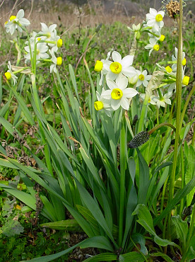 pianta del narciso tazetta
