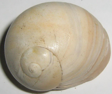 Neverita josephina