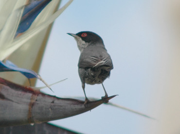 occhiocotto