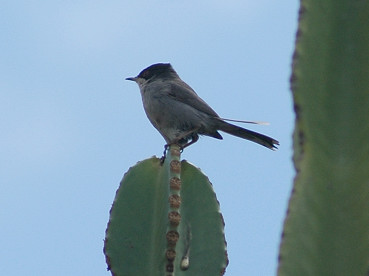 occhiocotto