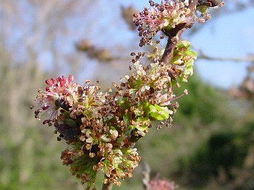 fiori di olmo