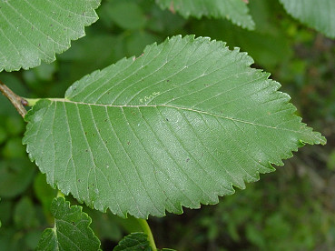 foglia asimettrica di olmo