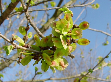semi di olmo
