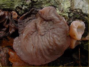 fungo visto dall'alto