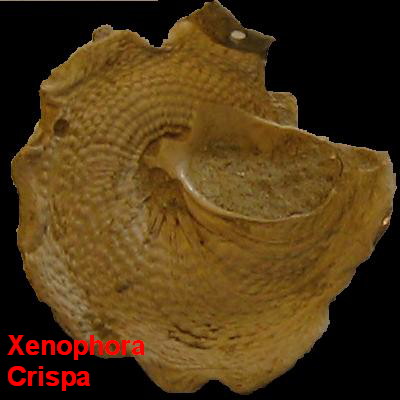 Paleontologia