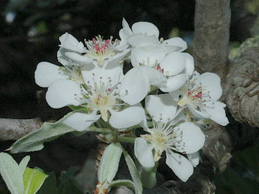 fiori di pero selvatico