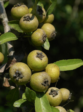 frutti di pero selvatico