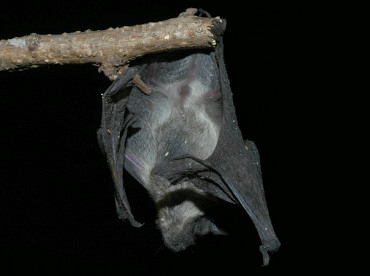 Pipistrello nano