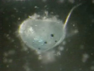 Ostracode