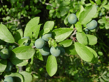 Foglie e bacche di prugnolo
