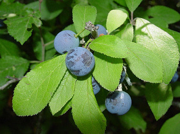 Bacche di prugnolo