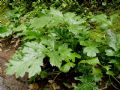 Acanthus mollis