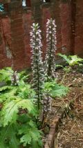 Acanthus mollis