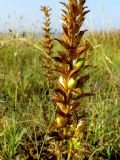 Acanthus mollis