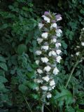 Acanthus mollis