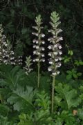 Acanthus mollis