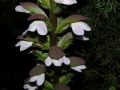 Acanthus mollis