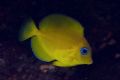 Acanthurus coeruleus