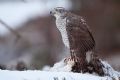 Accipiter gentilis