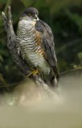 Accipiter nisus