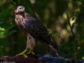 Accipiter gentilis