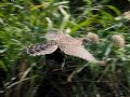 Accipiter gentilis