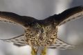 Accipiter gentilis