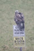 Buteo lagopus