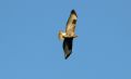 Buteo buteo