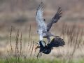 Accipiter gentilis