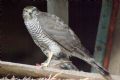 Accipiter nisus