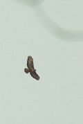 Buteo buteo