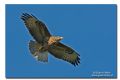 Buteo buteo