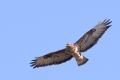 Buteo buteo