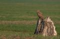 Buteo buteo